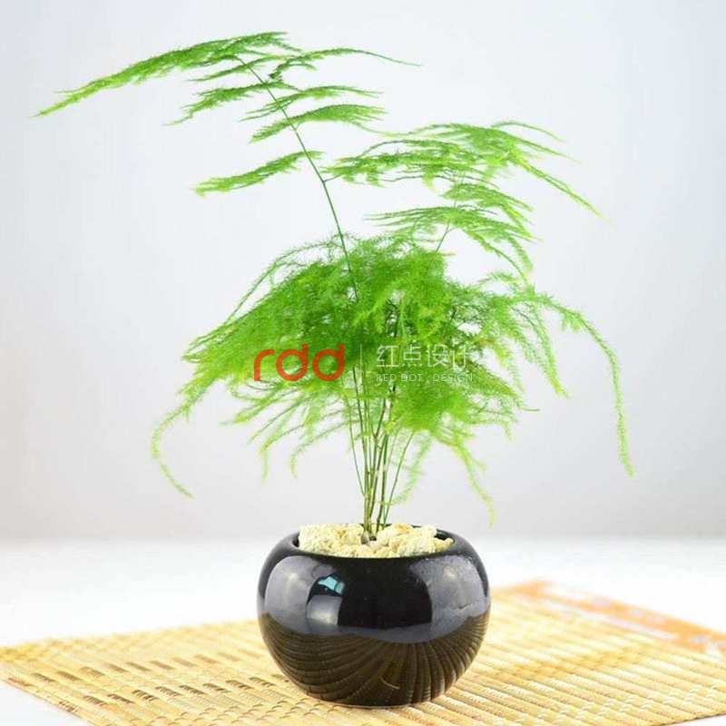 這3類植物放在辦公室裝修空間中能起到大作用-2.jpg